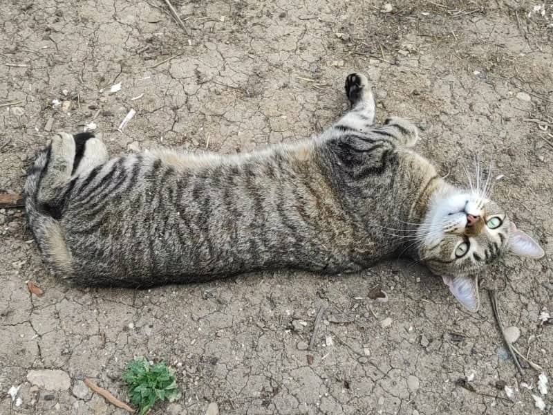 Macak Junior Foto V Milic