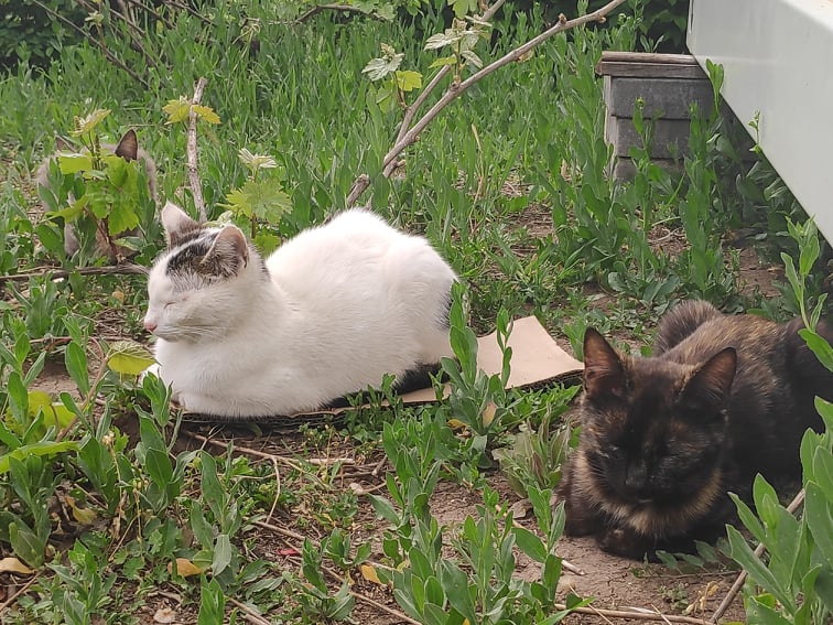 Macke na kartonu Foto V Milic