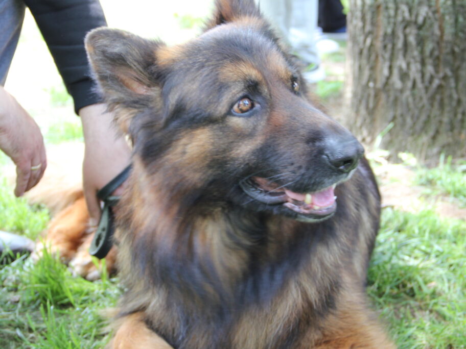 izlozba pasa vranje2 foto im