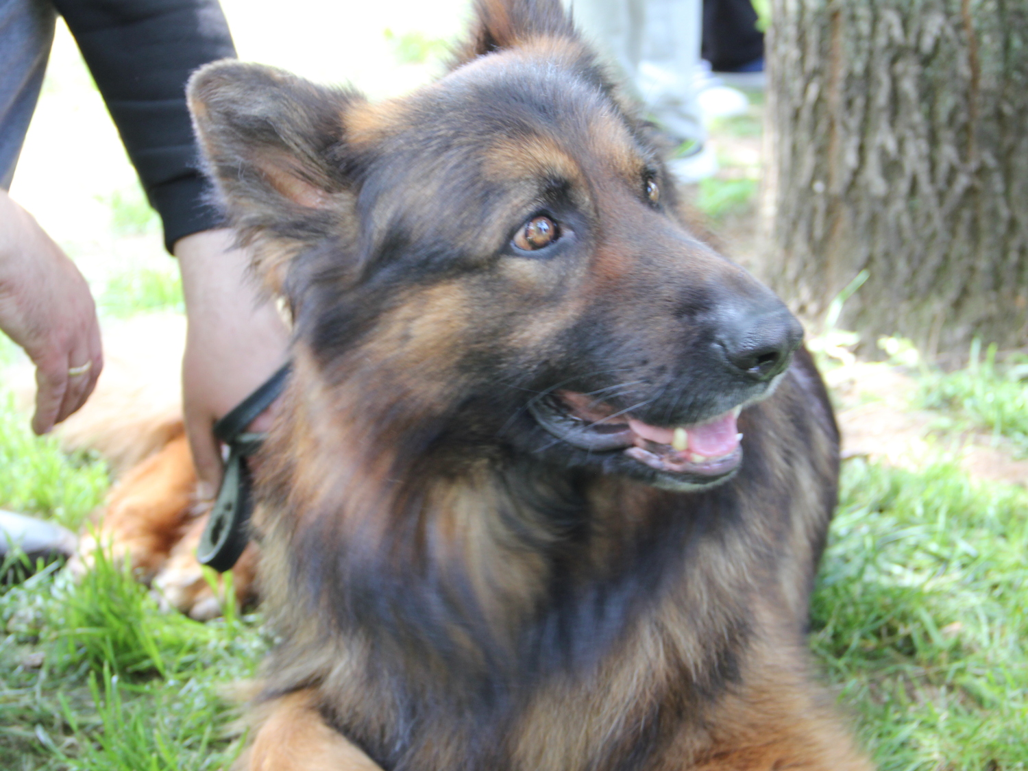 izlozba pasa vranje2 foto im