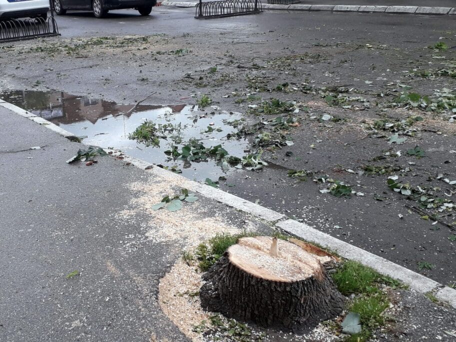 Aleksinčani zasad odbranili drvored u centru grada, posečeno nekoliko stabala 12 drvored foto dusan ostojic scaled