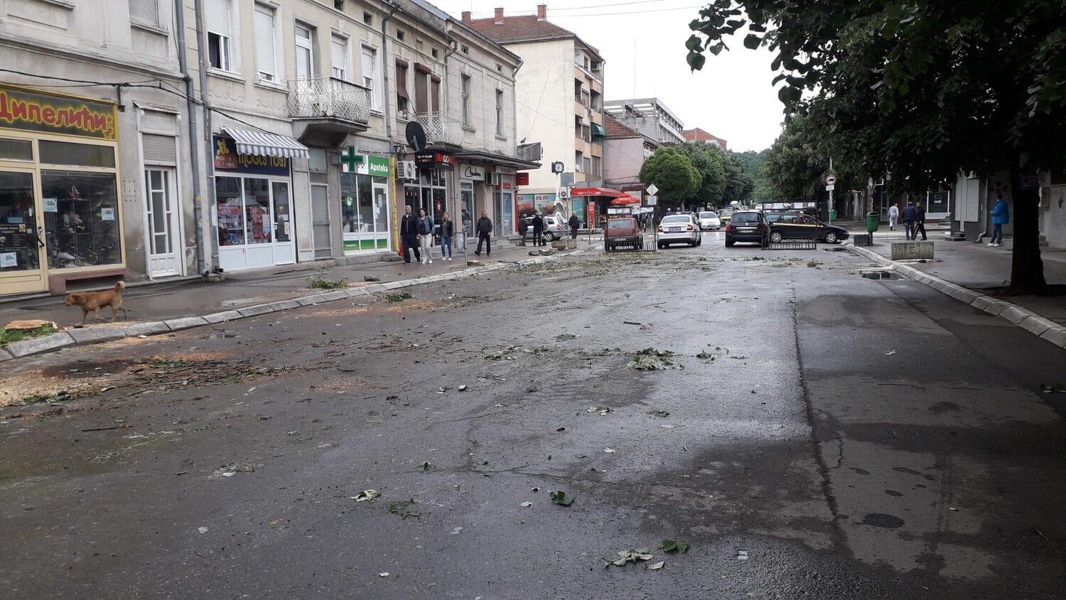 drvored 2 foto do scaled