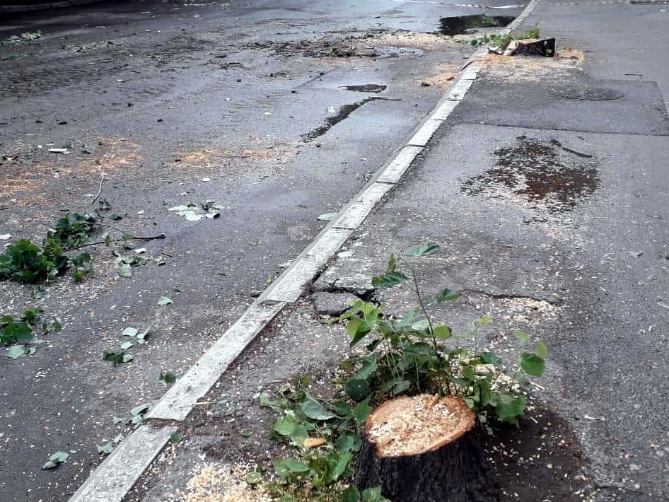 Secenje stabala Aleksinac3 foto D O