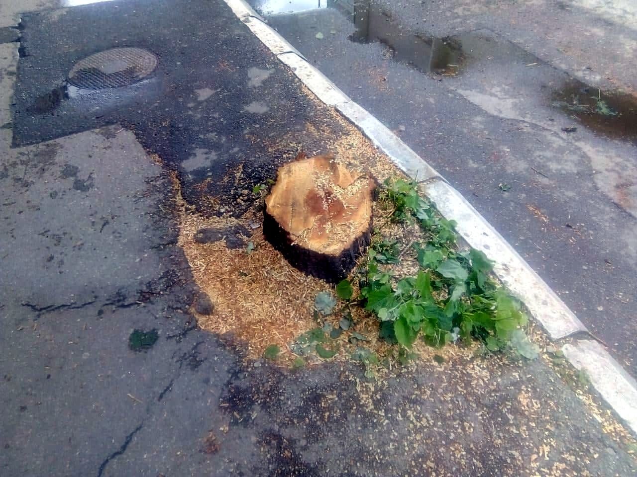 Secenje stabala Aleksinac4 foto D O