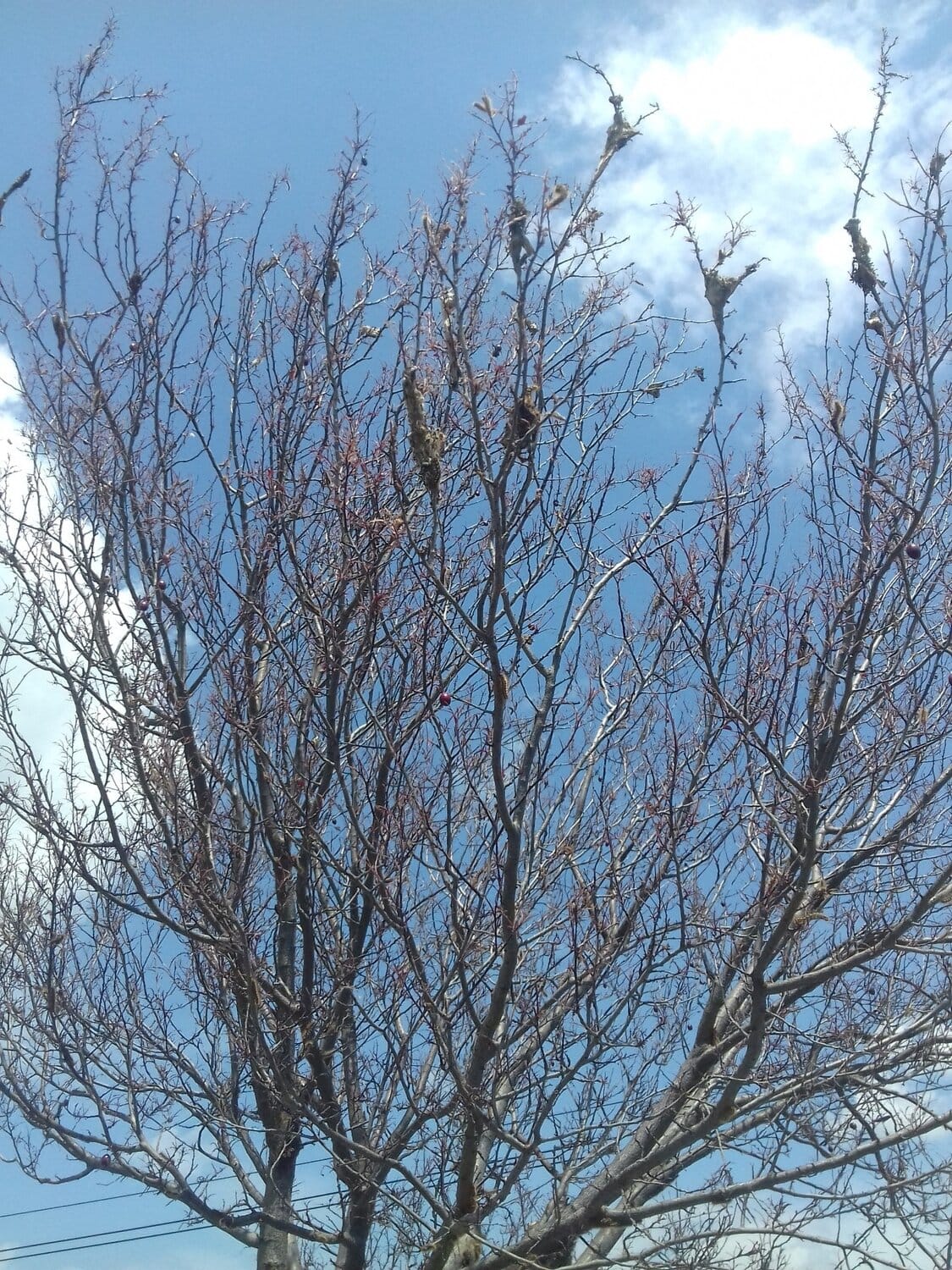 Gusenice drvo Prijavi problem