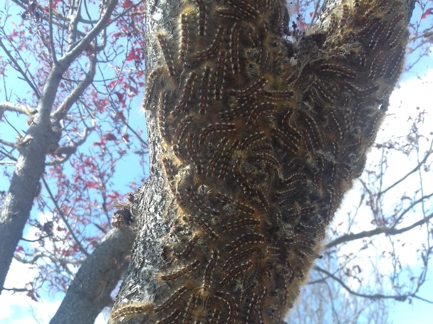 Gusenice Prijavi problem citalac