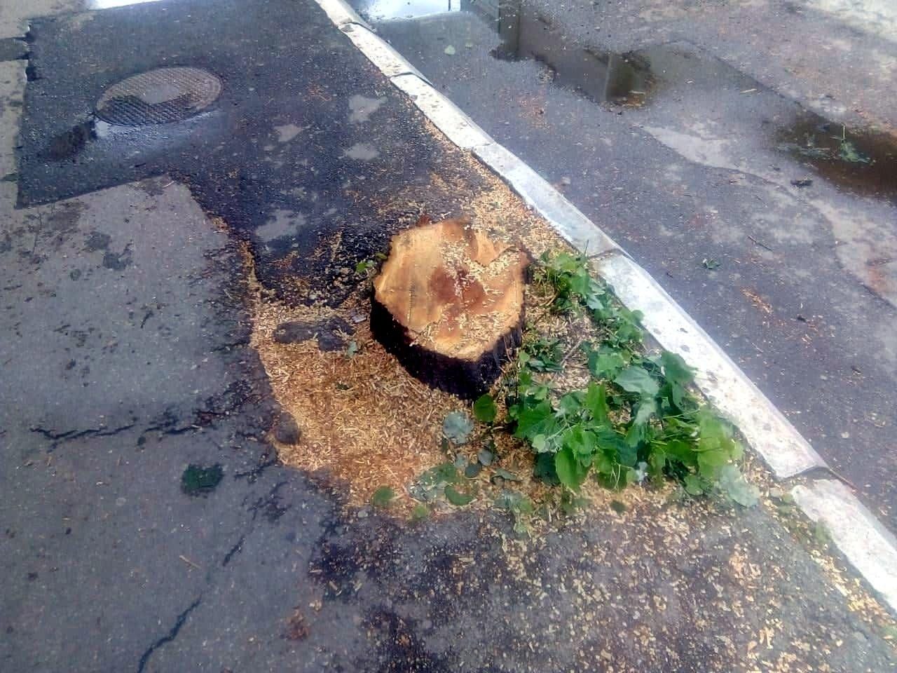 1280x0 Secenje stabala Aleksinac4 foto D O