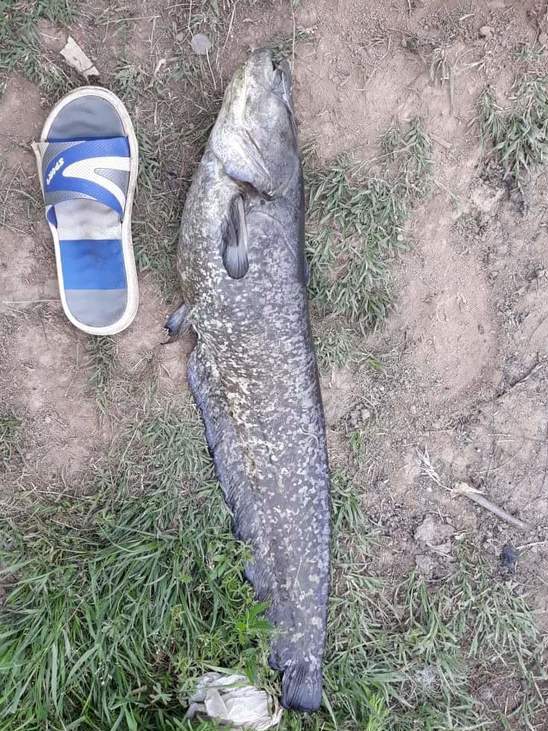 Pomor ribe Turekovac 2 foto citalac