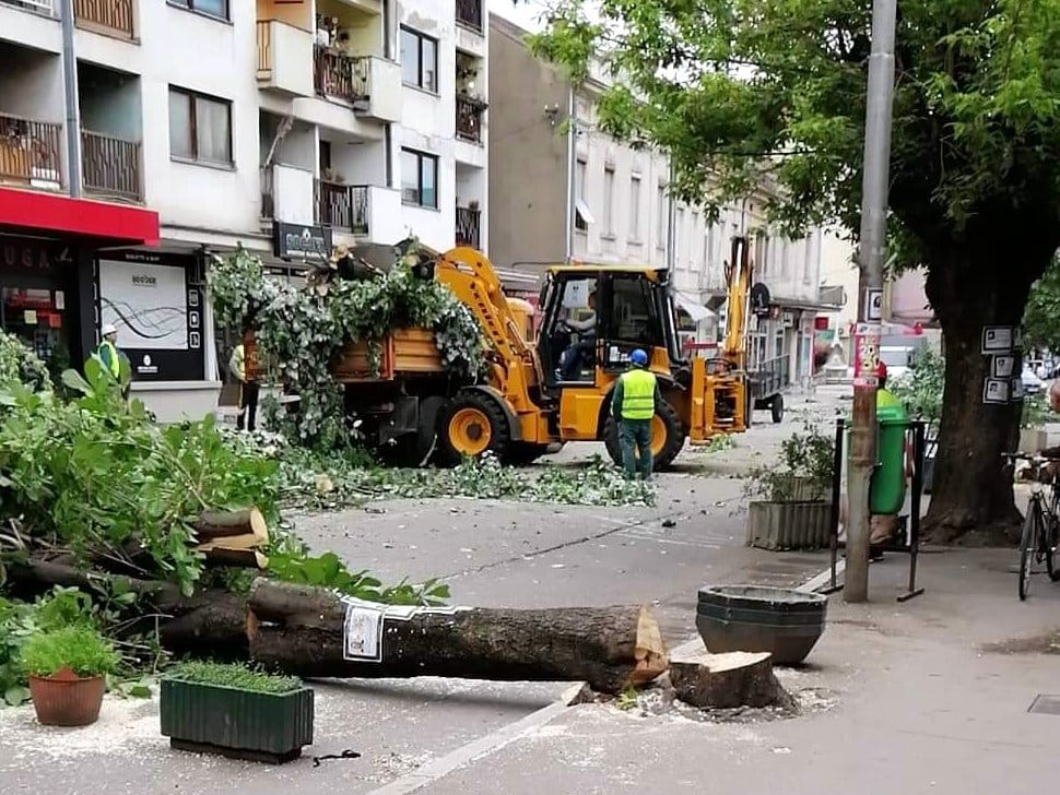 Nova-posečena-stabla2;-foto:-čitalac