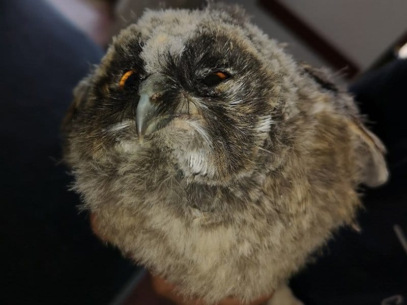 Sovica FB Zoo Planet