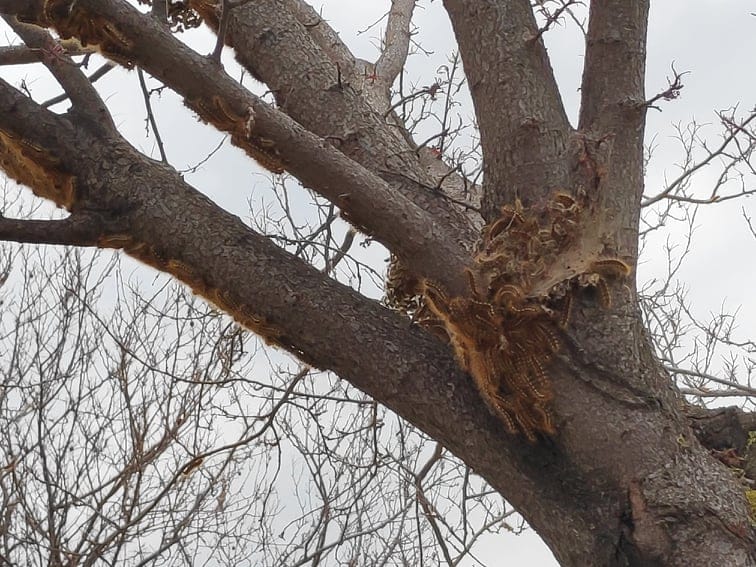 Gusenica drvo V Milic