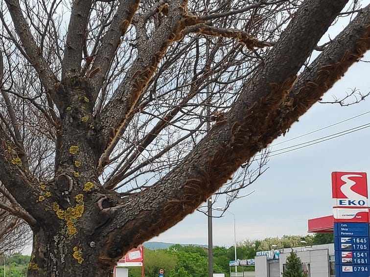 Gusenice na drvecu Foto V Milic