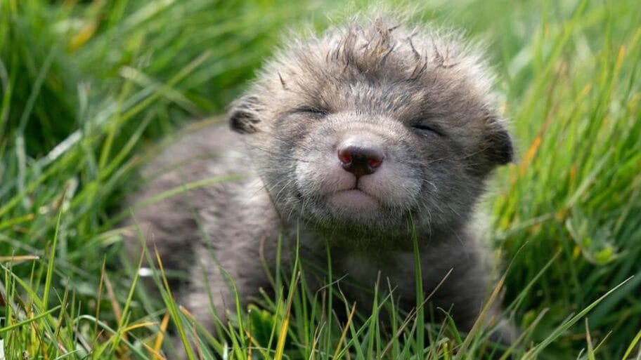 Engleski farmer carskim rezom porodio lisicu i spasio četiri mladunčeta 11 106973548 biscuit2