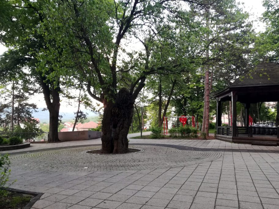 dud u Niskoj Banji foto M J