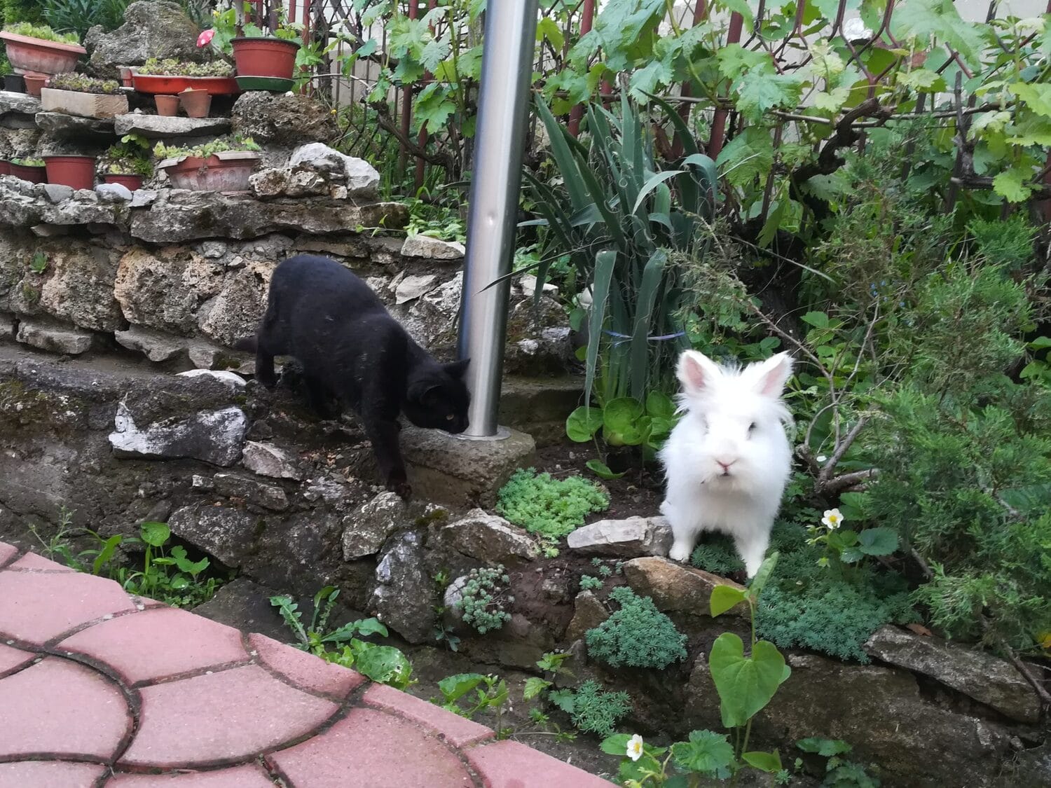 macka i zeka niska banja foto mj scaled