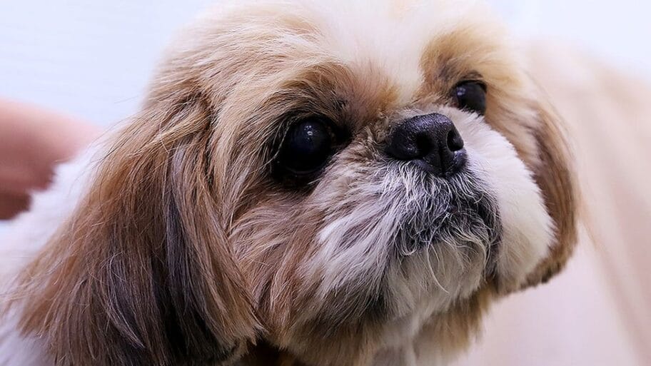 107076735 shihtzu976