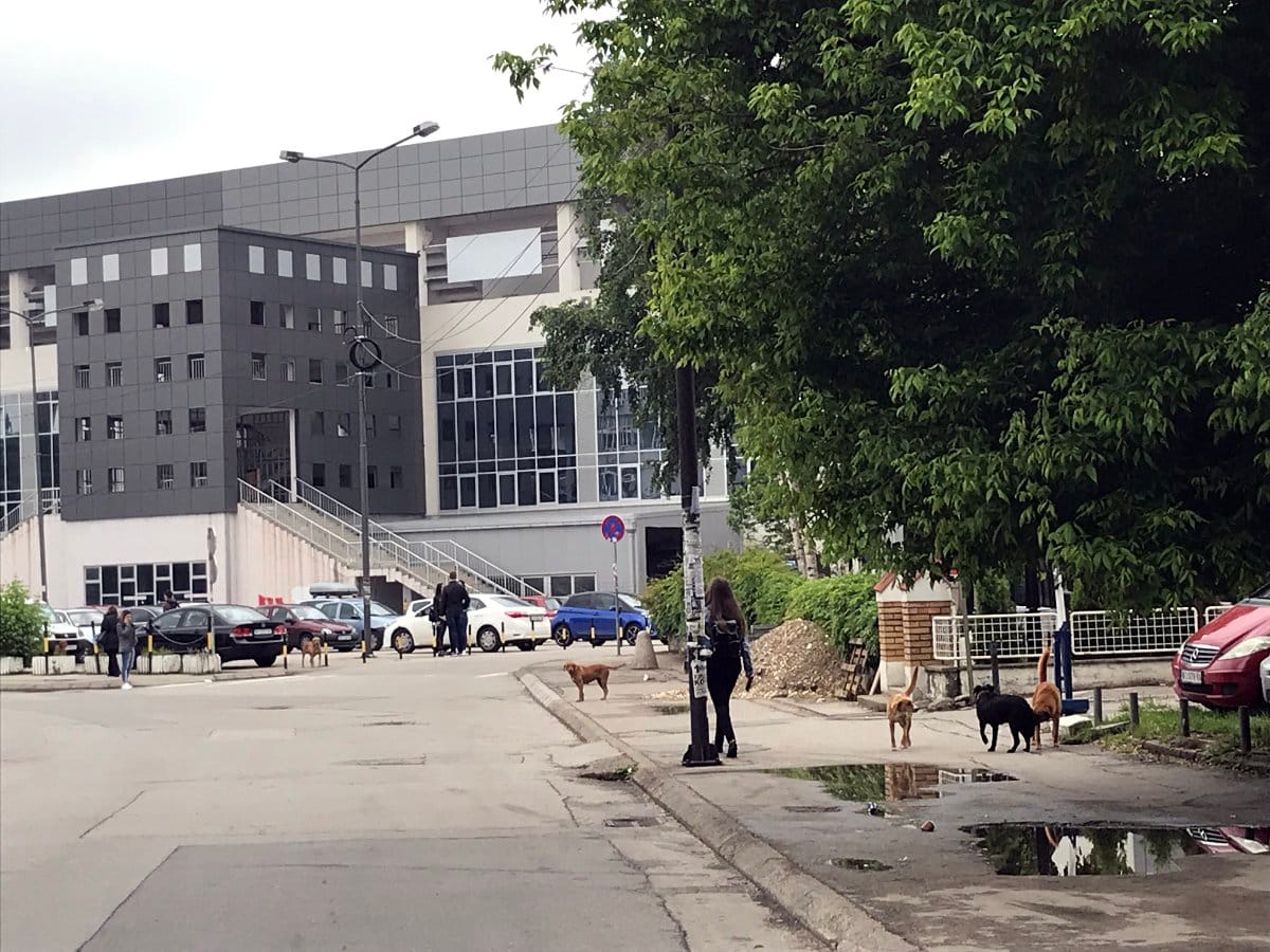 Psi lutalice Cair foto citalac