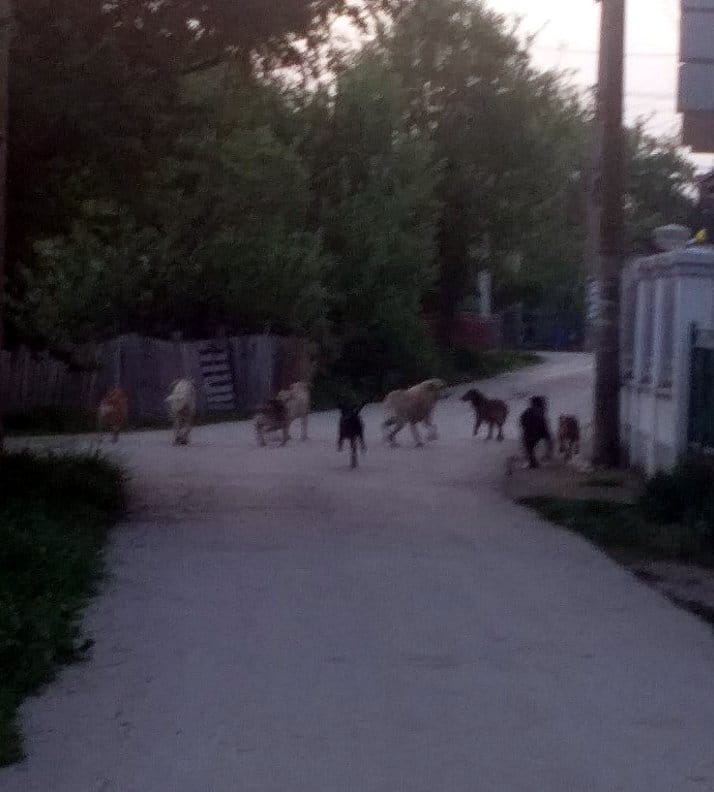 Lutalice1;-foto:-citalac