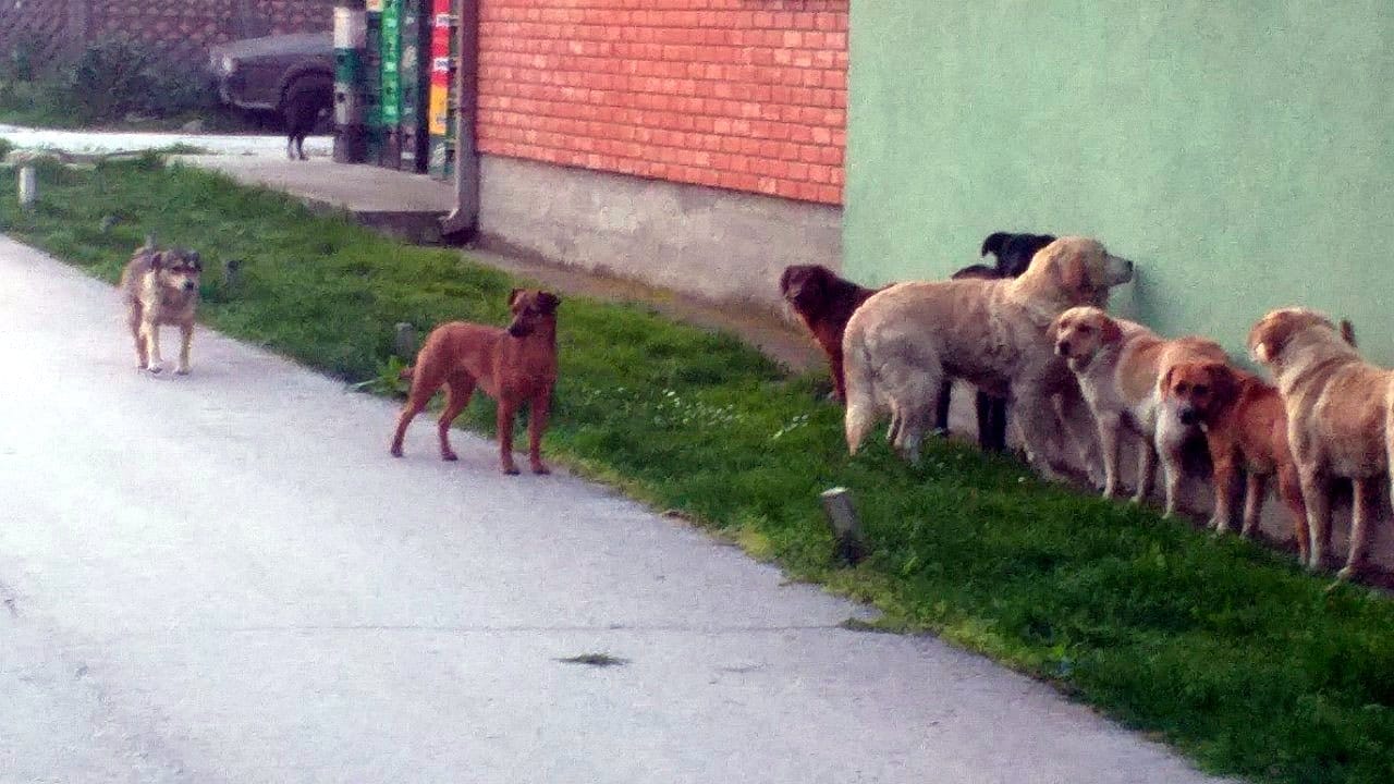 Lutalice;-foto:-citalac