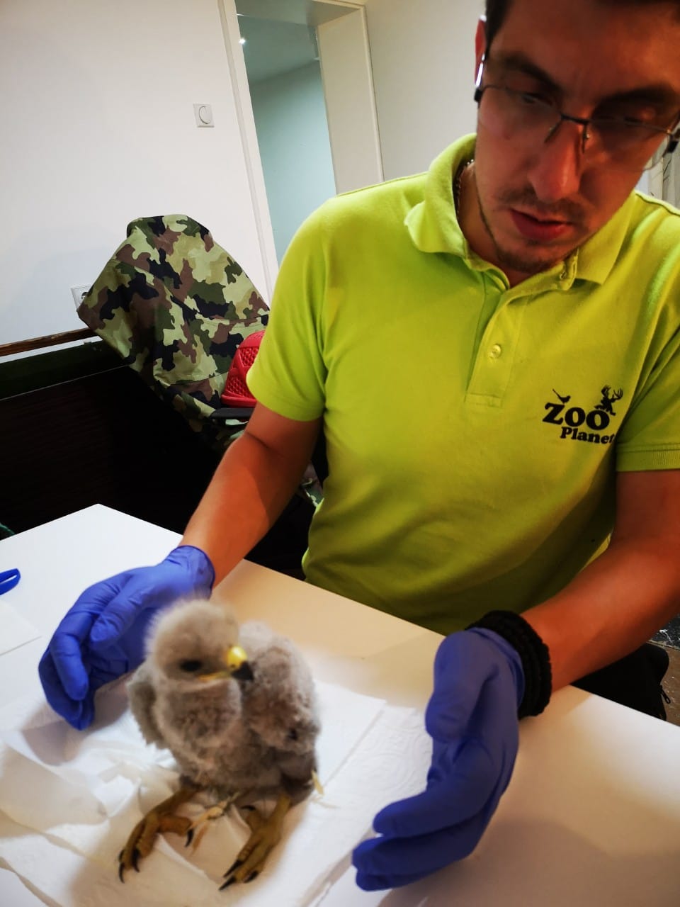 Mladunce orla 4 foto Zoo Planet