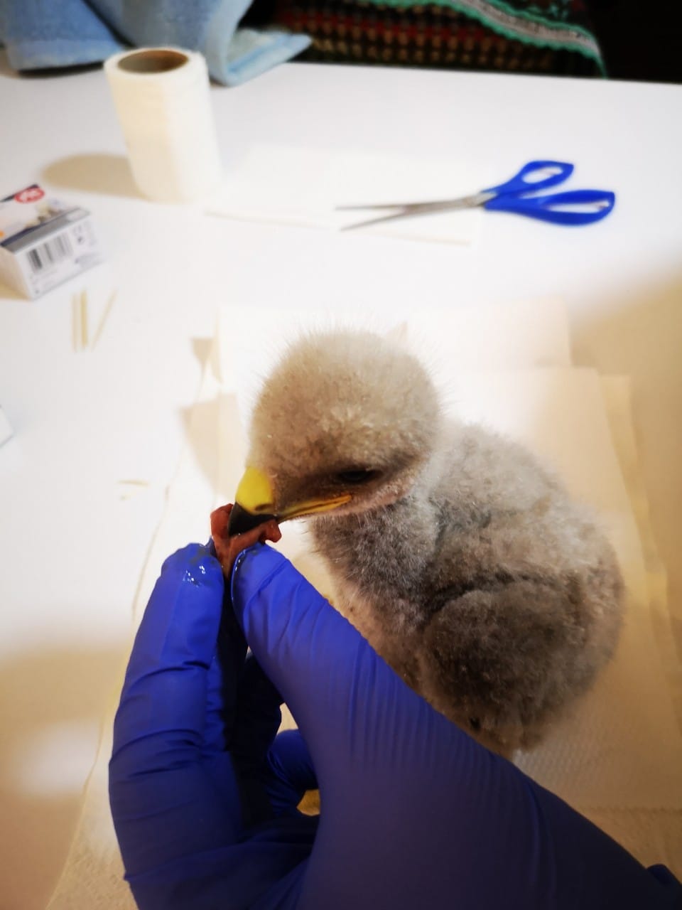 Mladunce orla 3 foto Zoo Planet