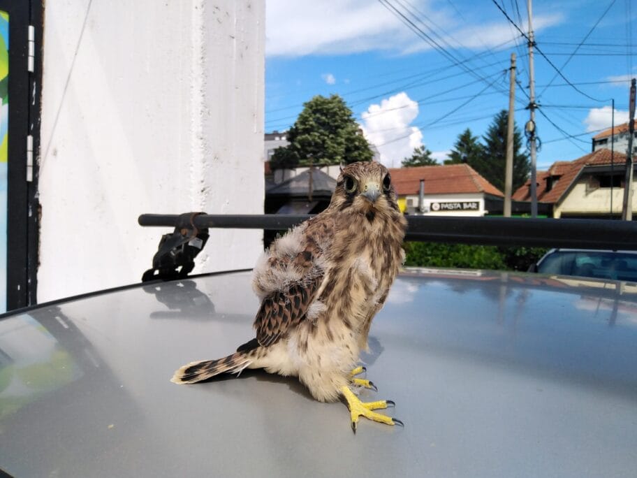 Sova Narodno pozoriste foto Vanja Keser scaled