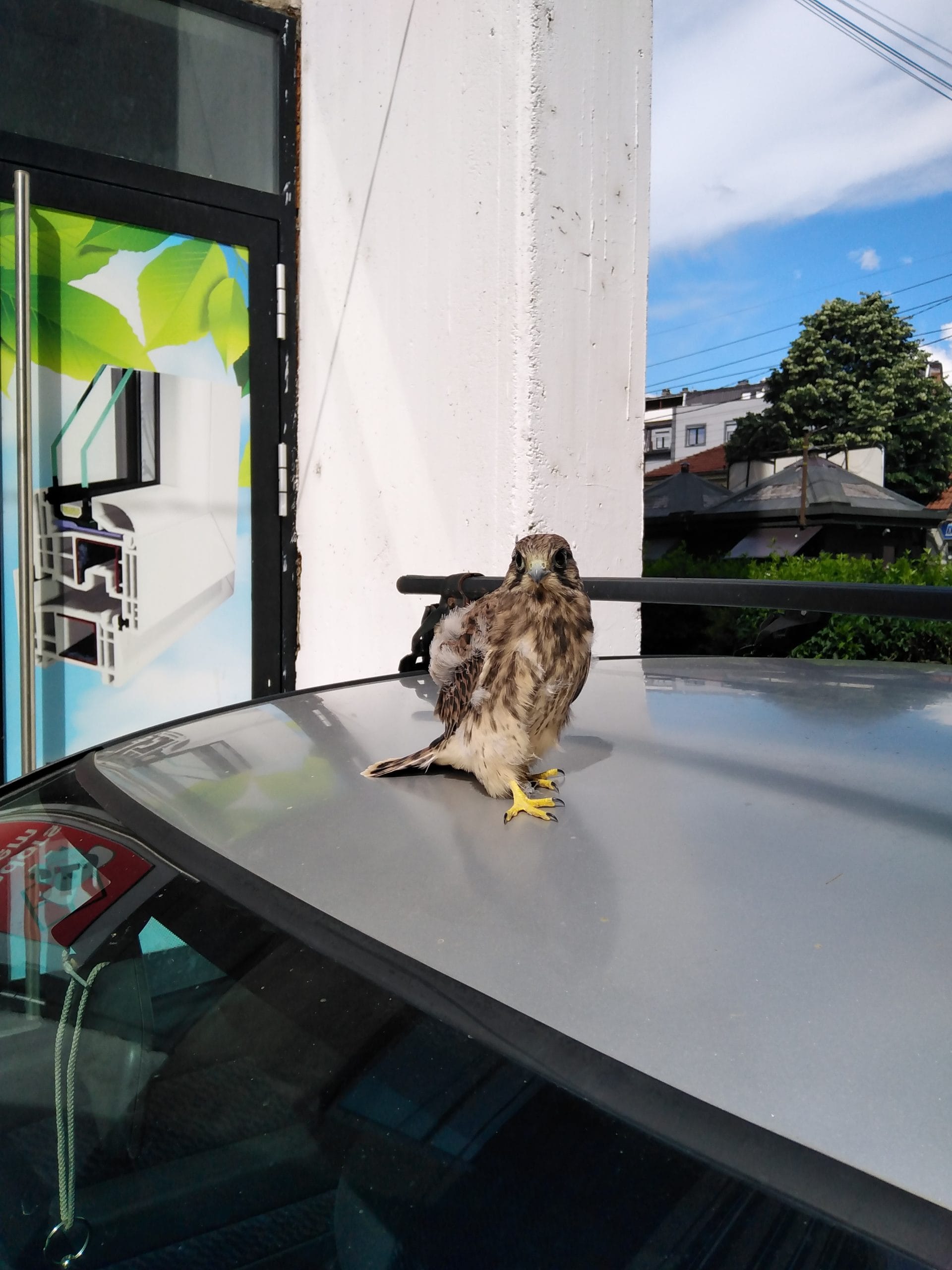 Sova mladunce Nis foto Vanja Keser scaled