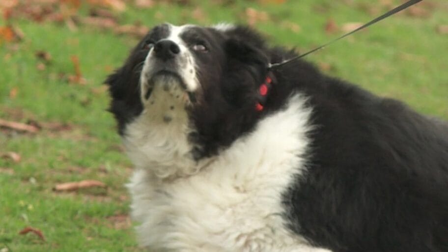 Britanski najdeblji pas našao dom 11 104419185 bopper