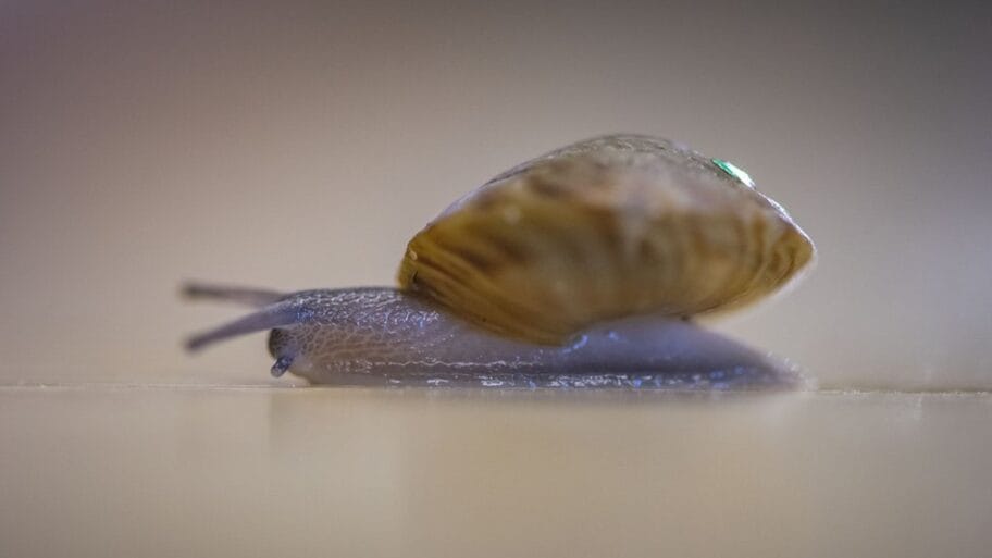 107277662 thousandsofraresnailsreturntothewildaschesterzooconservationistspreventtheextinctionofspecies 17