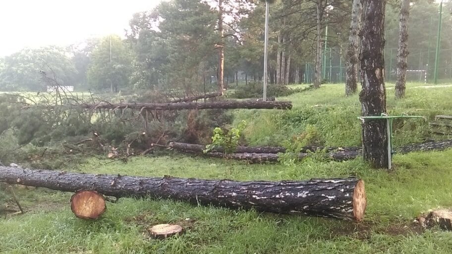 Košutnjak: Seča drveća po zakonu, građani i aktivisti najavljuju protest 6 107489323 kosutnjak