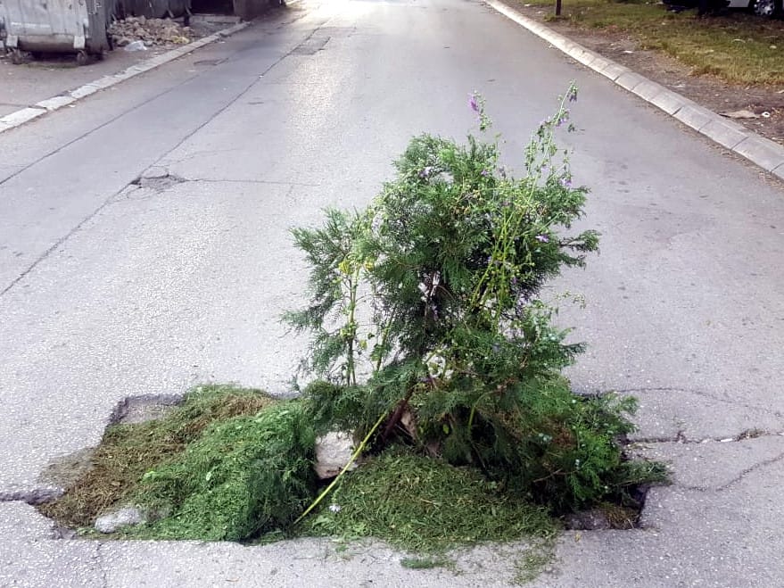 Foto-vest: Žbun nikao iz udarne rupe nasred ulice u Nišu 6 zbun foto citalac