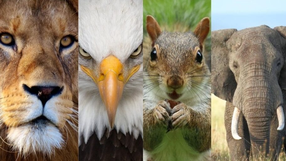 107485670 afconanimals