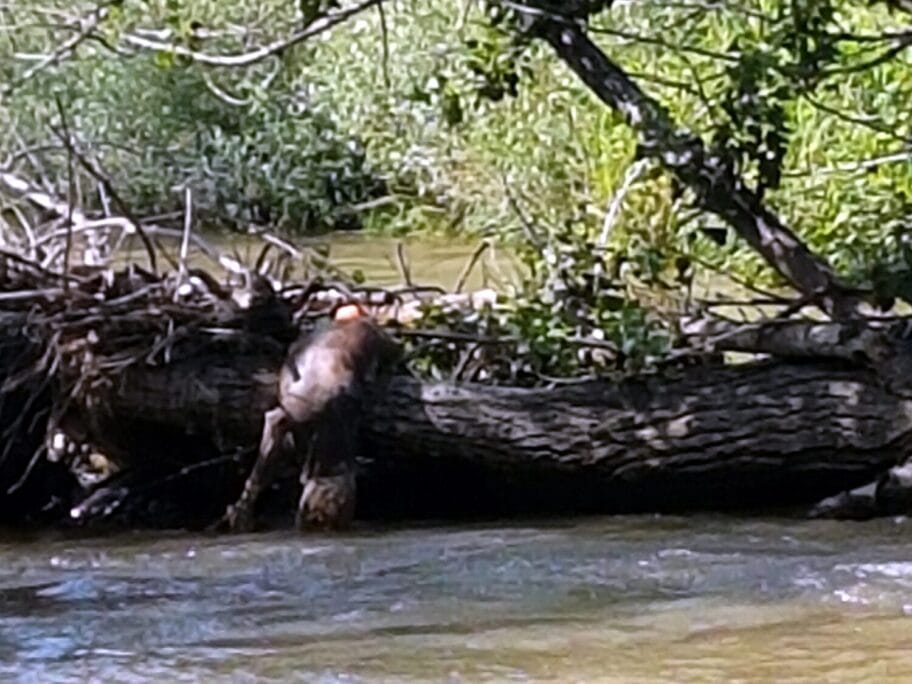 mrtva zivotinja foto citateljka scaled