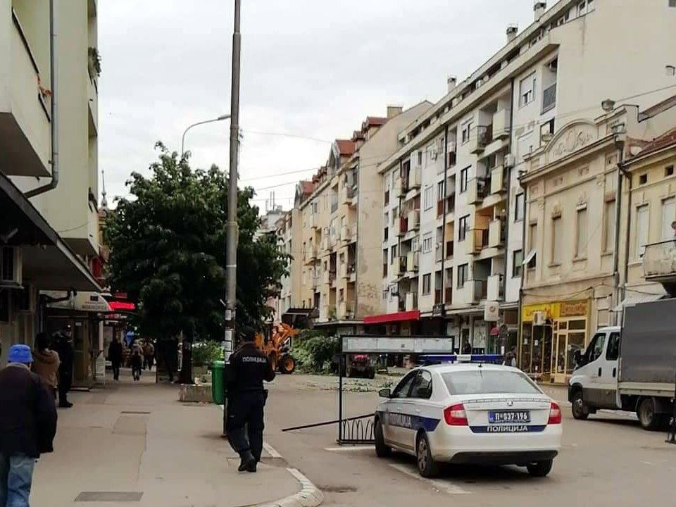 Nova posecena stabla1 foto citalac