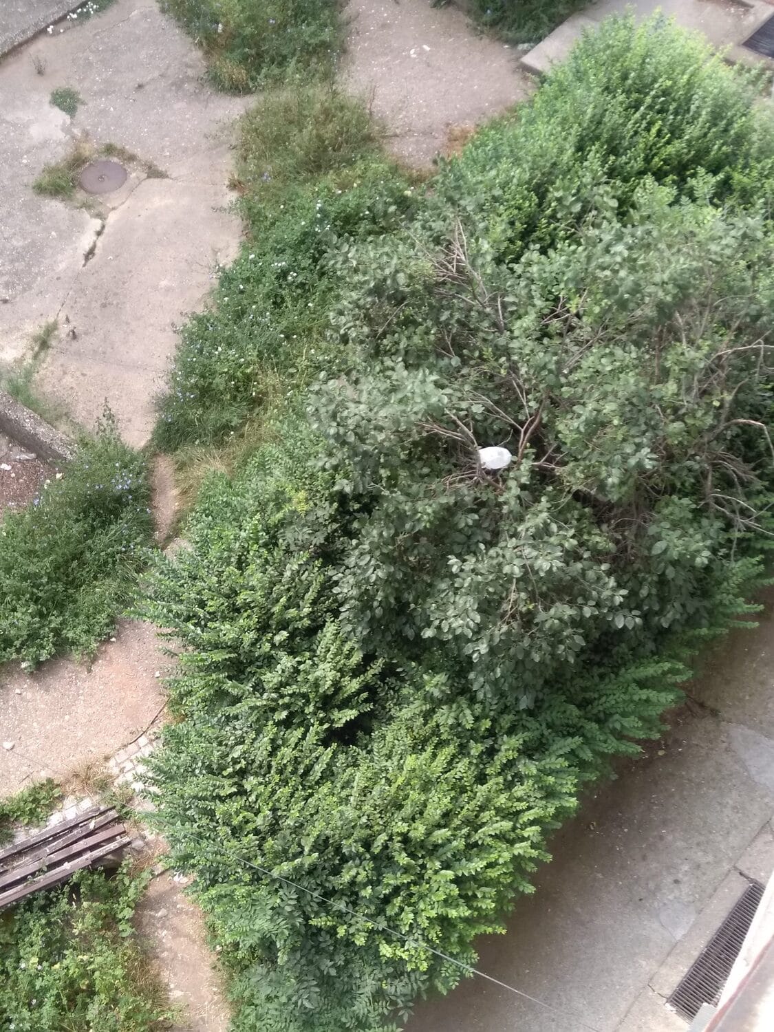 Zelene-povrsine-izmedju-zgrada1