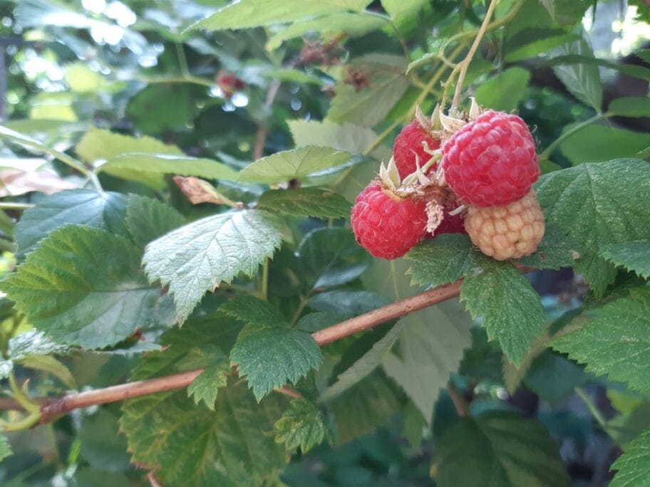 DSS: Nereagovanjem država uništava proizvođače malina i višanja 9 Maline foto Bojana Antic