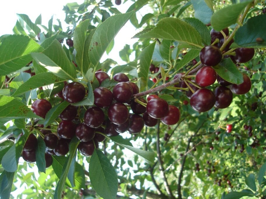 Voćari nezadovoljni otkupnom cenom višnje, u Leskovcu neki i odustaju od berbe 12 Visnje foto Ljubisa Mitic