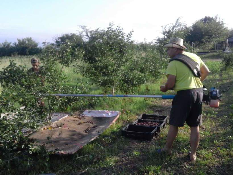 Berba visanja foto Ljubisa Mitic