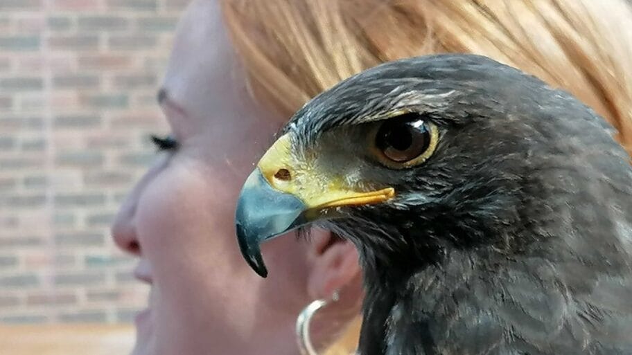 Vimbldon: Jastreb Rufus čuva nebo iznad Ol Ingland klaba 6 107735572 img 20190703 100700