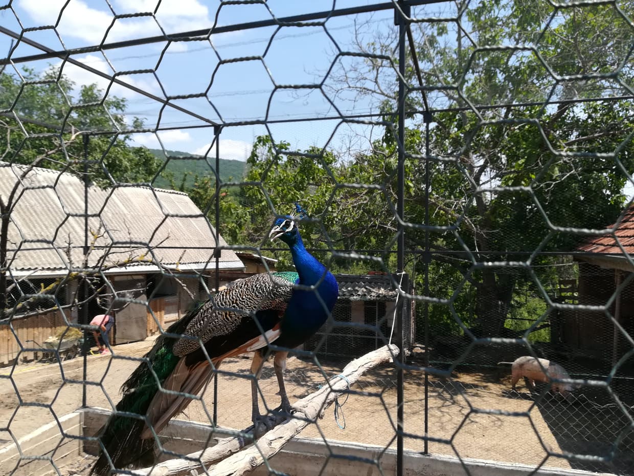 66468661-476260819870739-6616749860857053184-n