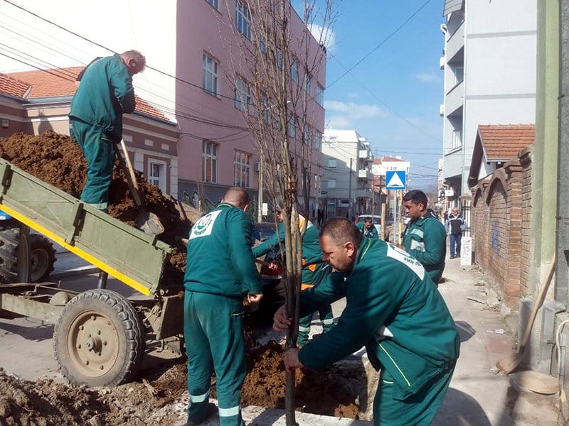 Nove sadnice foto JKP Mediana