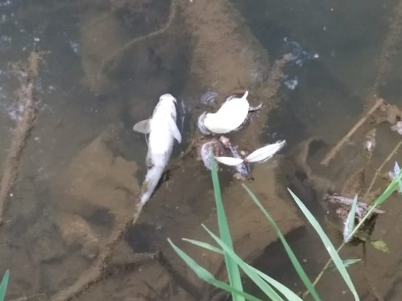 Pomor riba u Jablanici kod Lebana i Medveđe 7 Pomor Jablanica foto citalac