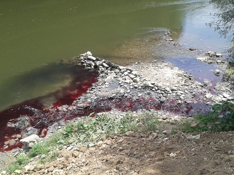 Pomor ribe Juzna Morava 2 foto Vladan Radic