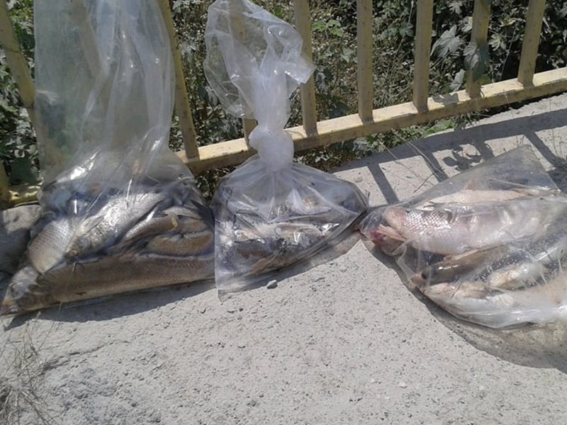 Pomor ribe Juzna Morava foto Vladan Radic