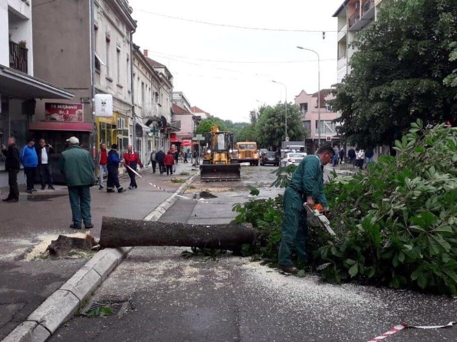 Drveće posečeno u Aleksincu koristiće komunalno preduzeće, a stabla iz Grdelice socijalno ugroženi 6 Secenje stabala Aleksinac1 foto D O