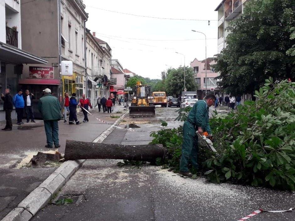 Secenje stabala Aleksinac1 foto D O