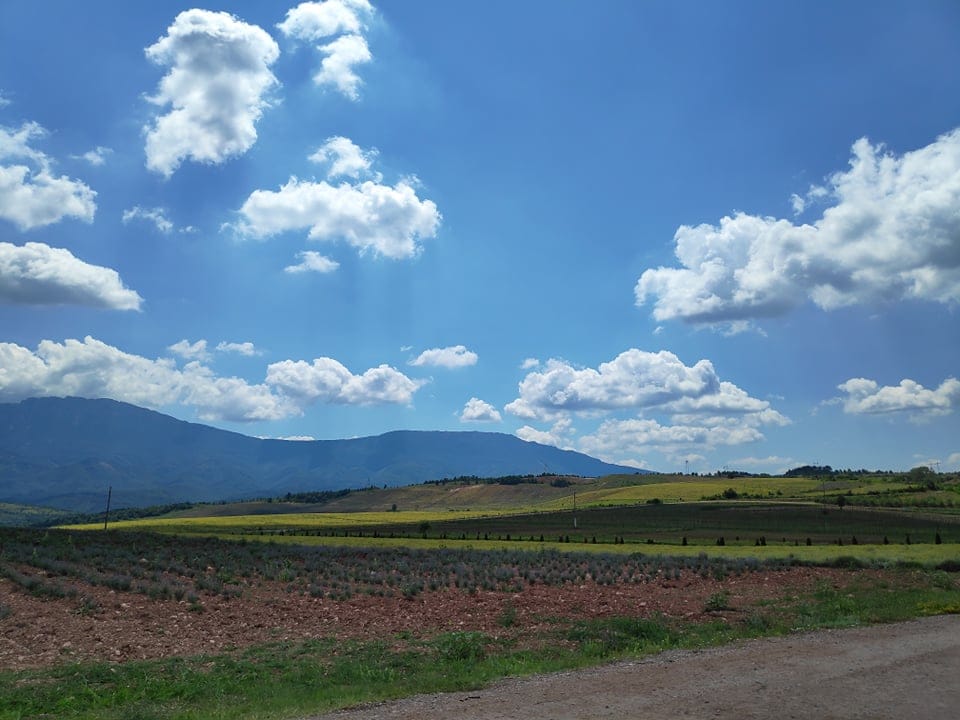 Bilje Tamnjanica Foto V M R