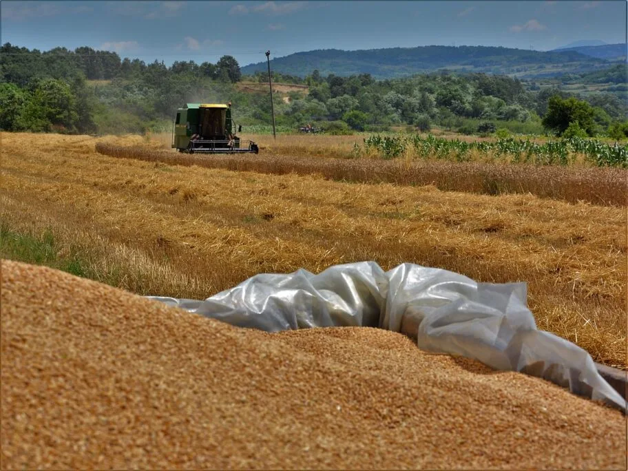 zetva zito FOTO ALEKSANDAR KOSTIC