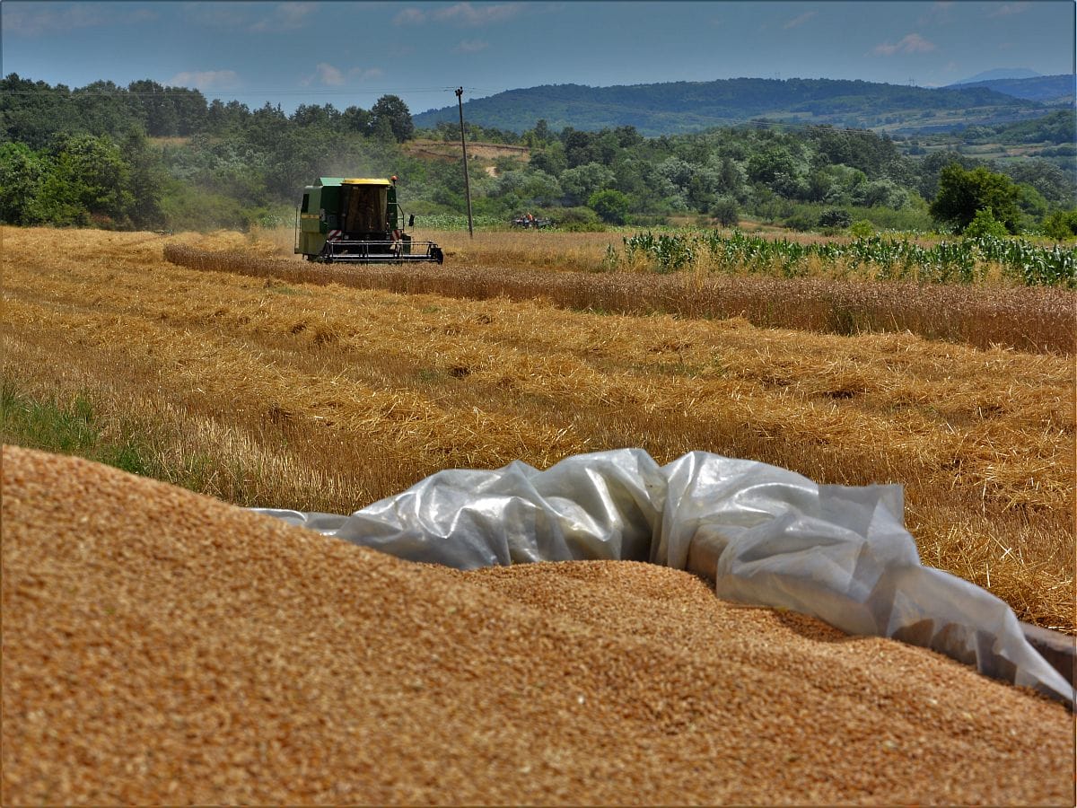 zetva zito FOTO ALEKSANDAR KOSTIC