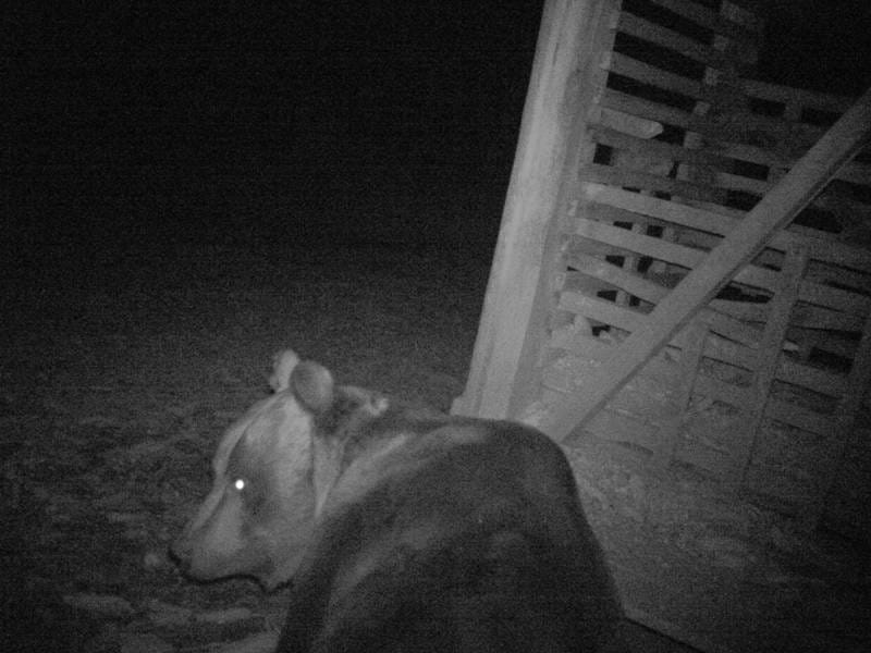 medved 2015 foto Srbijasume